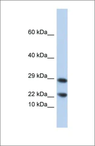 Anti-LCN8 antibody produced in rabbit