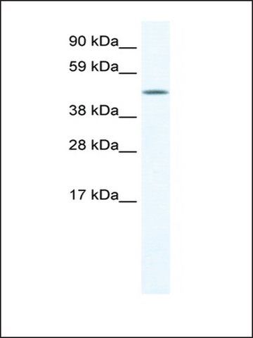 Anti-Lcor1 antibody produced in rabbit