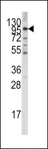 ANTI-LGR5 (GPR49) (CENTER) antibody produced in rabbit