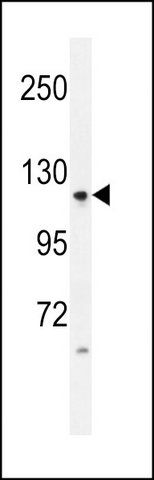 ANTI-LGR5 (GPR49) (LOOP1) antibody produced in rabbit