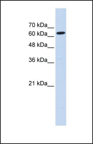 Anti-LGTN antibody produced in rabbit