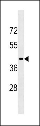 ANTI-LIPN (C-TERM) antibody produced in rabbit