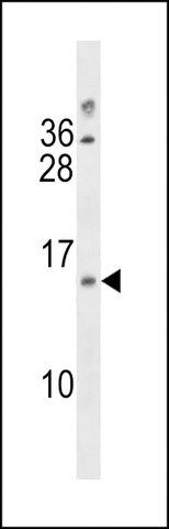 ANTI-LIMS3/LIMS3L (CENTER) antibody produced in rabbit