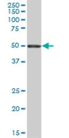 Anti-LIPH antibody produced in mouse