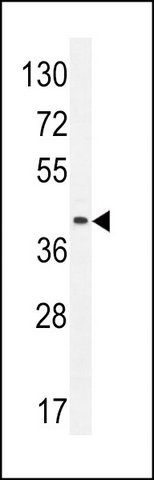 ANTI-LILRA5 (N-TERM) antibody produced in rabbit