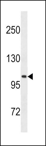 ANTI-LGR5/GPR49 antibody produced in mouse