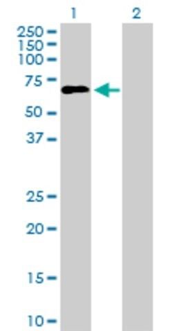 Anti-LILRA2 antibody produced in mouse