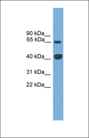 Anti-LMX1A antibody produced in rabbit