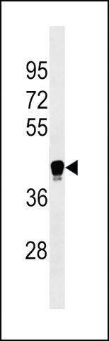 ANTI-LILRA6 (CENTER) antibody produced in rabbit