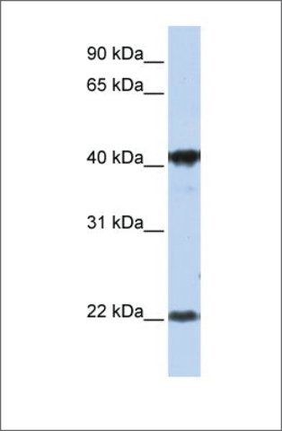 Anti-LIN7C (ab2) antibody produced in rabbit