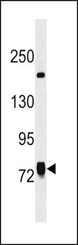 ANTI-LINS1 (C-TERM) antibody produced in rabbit