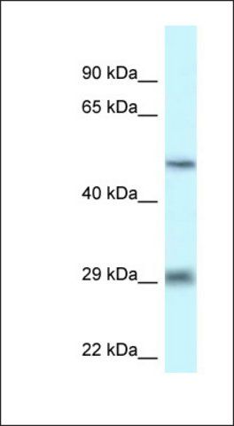 Anti-LIPH antibody produced in rabbit