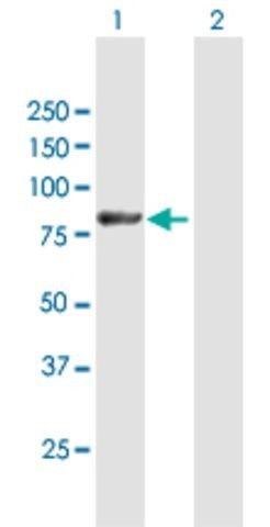 Anti-LNX1 antibody produced in mouse