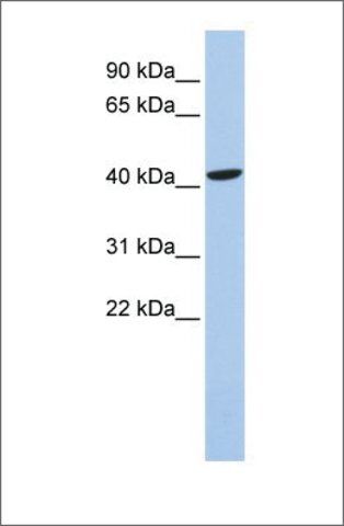 Anti-LHX4 antibody produced in rabbit