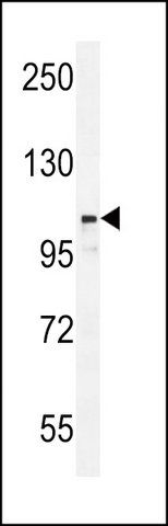 ANTI-LNPEP (N-TERM) antibody produced in rabbit