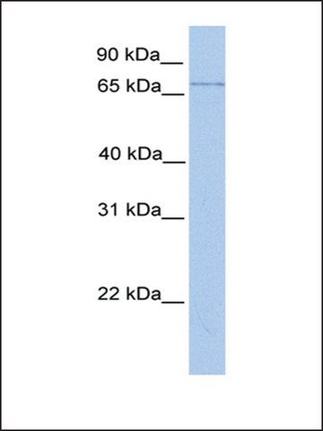 Anti-LMF2 antibody produced in rabbit