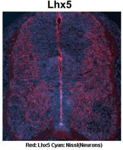 Anti-LHX5 antibody produced in rabbit