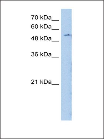 Anti-LMBR1 antibody produced in rabbit