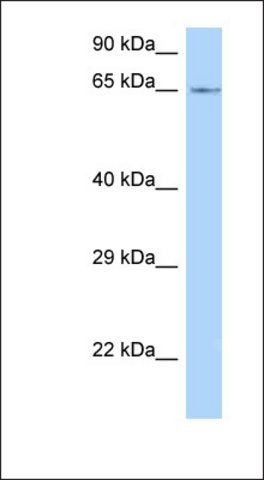 Anti-LMOD1 antibody produced in rabbit