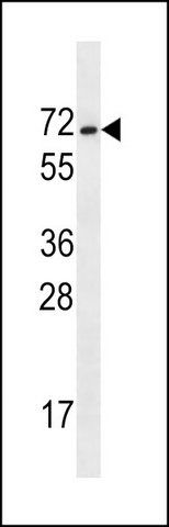 ANTI-MAGEE2 (C-TERM) antibody produced in rabbit