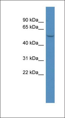 Anti-MAGEL2 antibody produced in rabbit