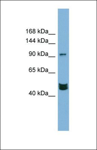 Anti-MAML3 antibody produced in rabbit