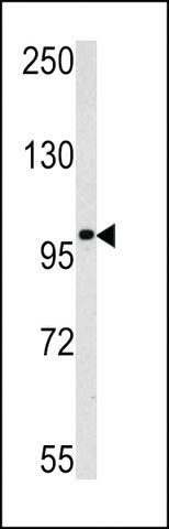 ANTI-MAGEC1(C-TERMINAL) antibody produced in rabbit