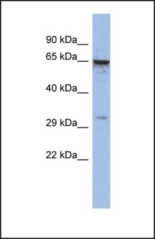 Anti-MAGEA9 antibody produced in rabbit