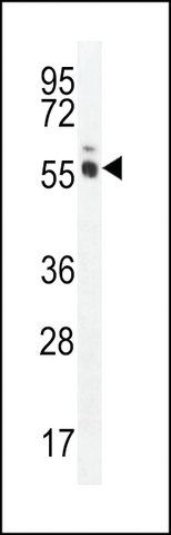 ANTI-MAGEL2(C-TERMINAL) antibody produced in rabbit