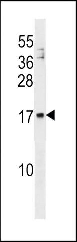 ANTI-MANF(N-TERMINAL) antibody produced in rabbit