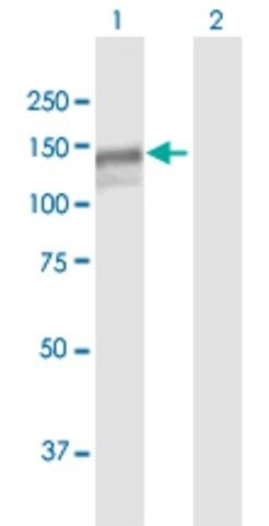 Anti-MAN2B1 antibody produced in mouse