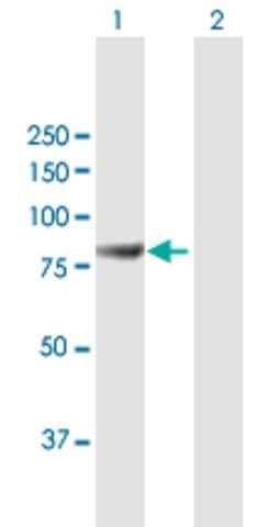 Anti-MAGED2 antibody produced in mouse