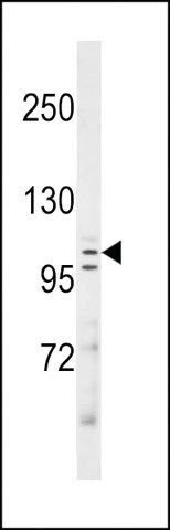 ANTI-MAN2C1 (N-TERM) antibody produced in rabbit