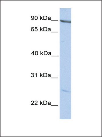 Anti-MARCH2 (AB1) antibody produced in rabbit