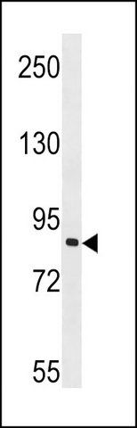 ANTI-MAP3K7IP3 (N-TERM) antibody produced in rabbit