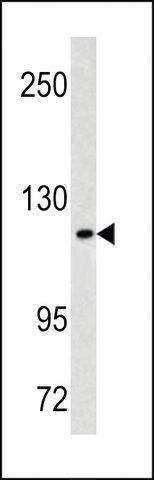 ANTI-MAML3(C-TERMINAL) antibody produced in rabbit