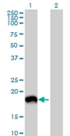 Anti-MAP1LC3A antibody produced in mouse