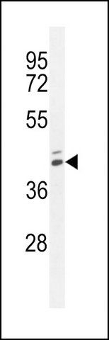 ANTI-MAMSTR (N-TERM) antibody produced in rabbit