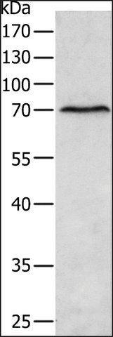 Anti-MATN4 antibody produced in rabbit