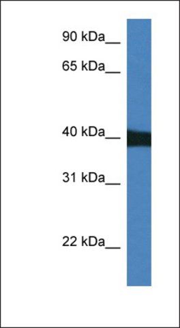 Anti-MAPK9 antibody produced in rabbit