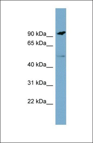 Anti-MARCO, (N-terminal) antibody produced in rabbit