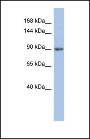 Anti-MAP4K5 antibody produced in rabbit