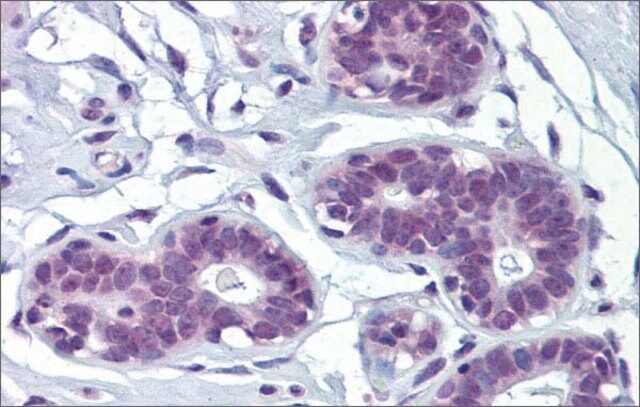 Anti-MAZ antibody produced in rabbit