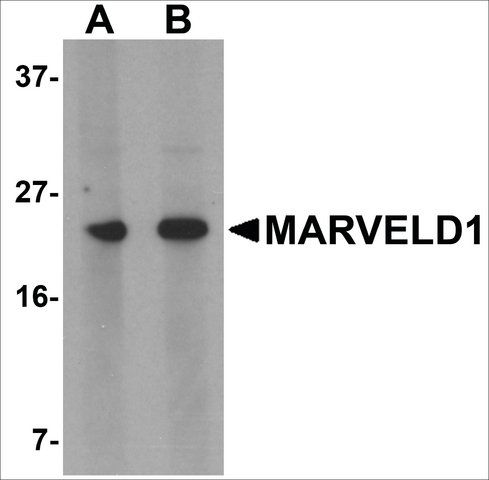 Anti-MARVELD1 antibody produced in rabbit