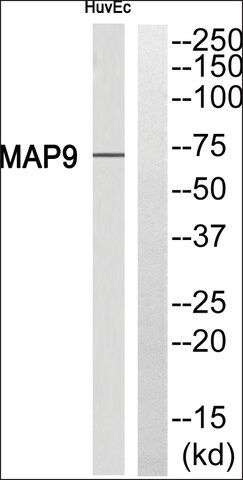 Anti-MAP9 antibody produced in rabbit