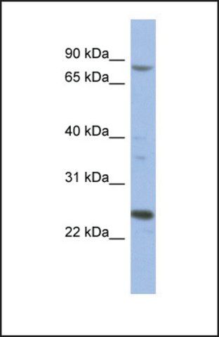 Anti-MARK3 antibody produced in rabbit