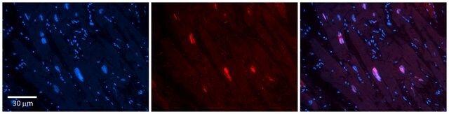 Anti-MCM4 (AB1) antibody produced in rabbit