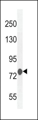 ANTI-MCAF2 (CENTER) antibody produced in rabbit