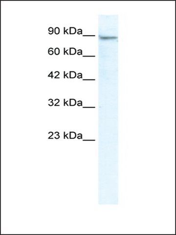 Anti-MCM4 (AB2) antibody produced in rabbit