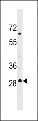 ANTI-MARH3(C-TERMINAL) antibody produced in rabbit